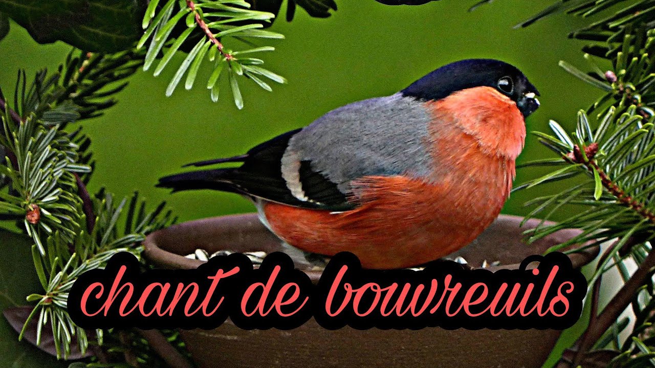 chant de bouvreuils - song  Pyrrhula - طائر الدغناش
