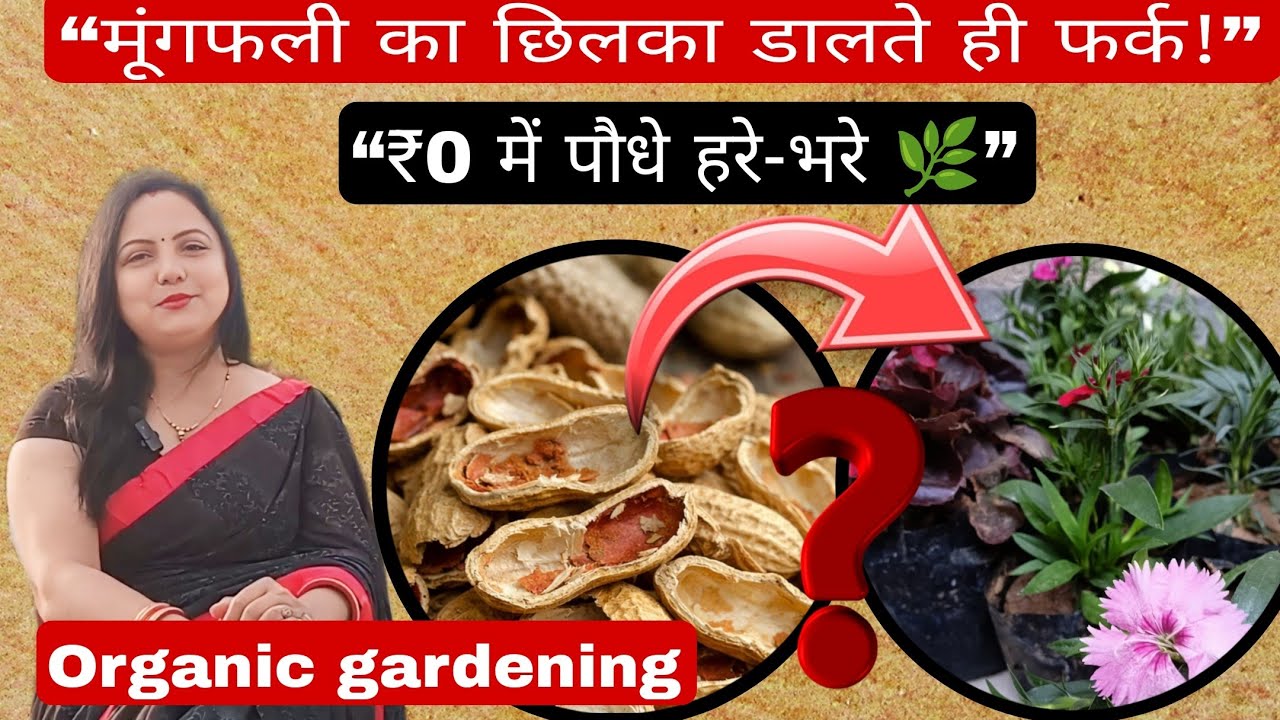 🔴. ₹0 खाद से पौधे झूम उठे 😲ll पौधों के लिए मूंगफली का छिलका कितना फायदेमंद? सच जान लो ll