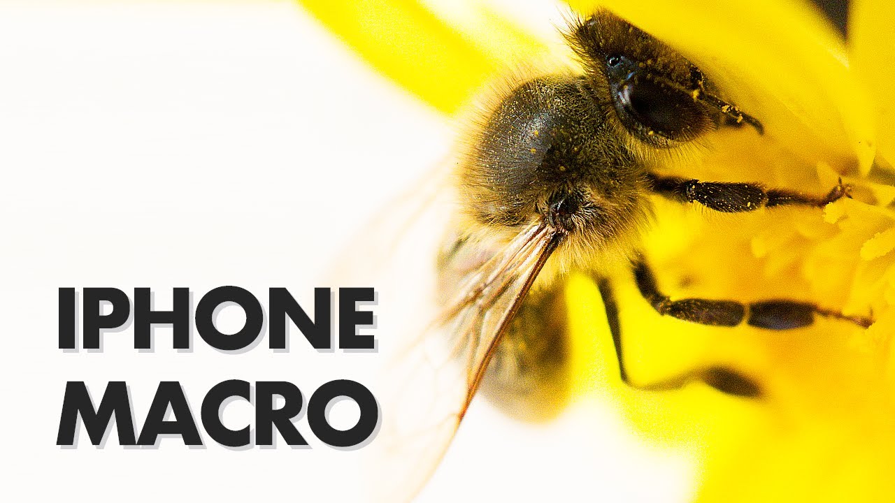 Mobile Macro Photography with iPhone + Sandmarc Macro Lens
