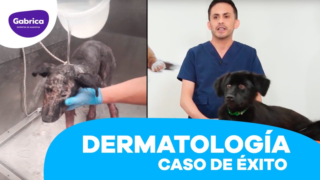 #LosEspecialistas: Dermatología Veterinaria 🐶 Caso Wina Simparica®