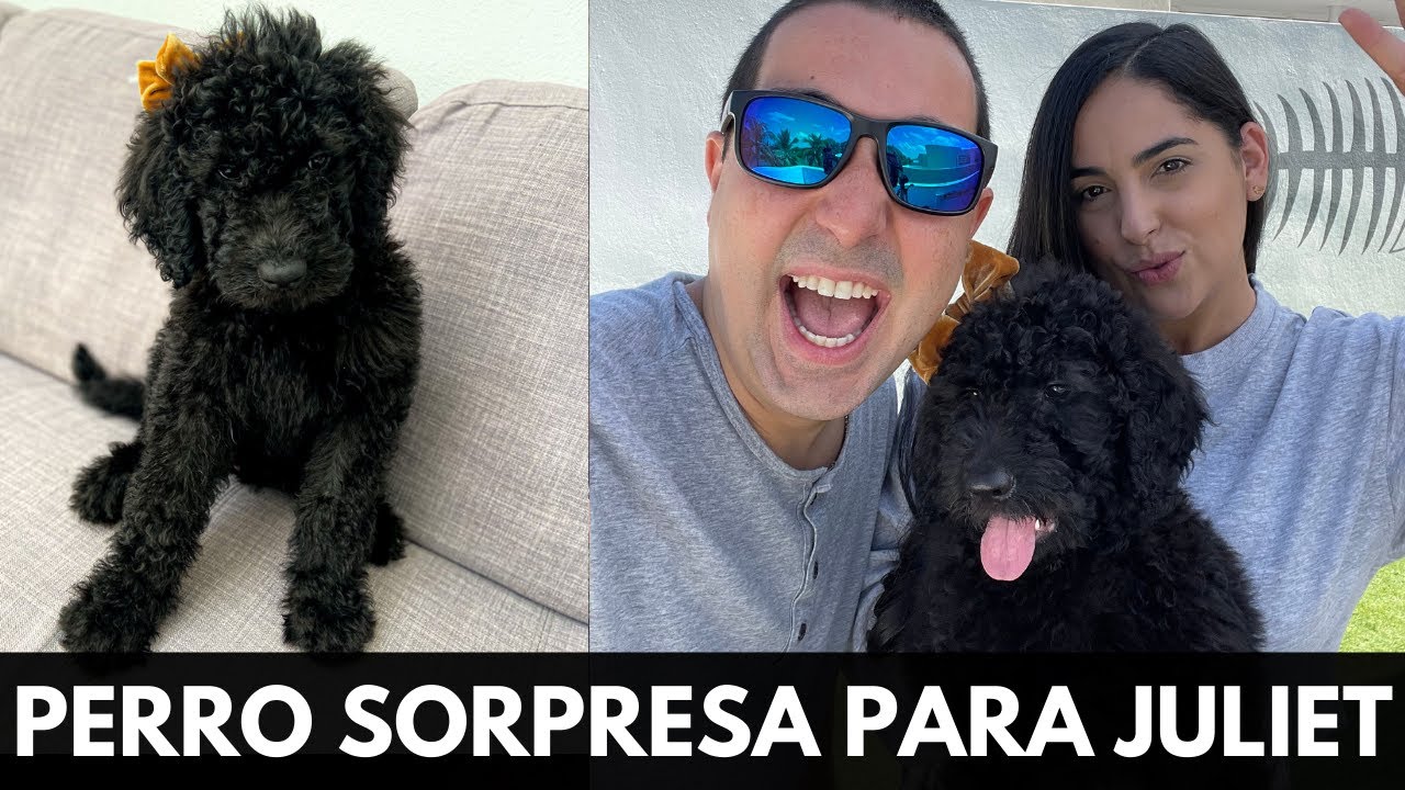 PERRO SORPRESA DE CUMPLEAÑOS PARA JULIET | VLOG 205 | Alejandro Gil