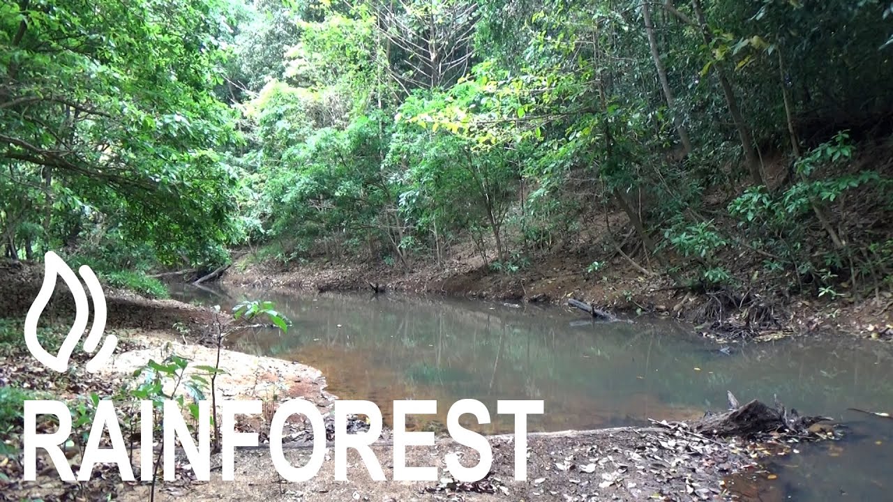 Rainforest Camping Area – (Kutini Payamu) Iron Range National Park, Queensland