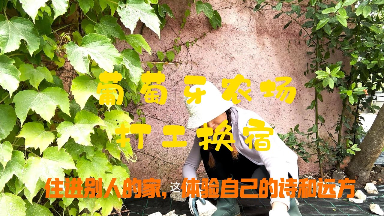葡萄牙农场打工换宿15天是什么体验？My Helpx experience in Portugal Quinta