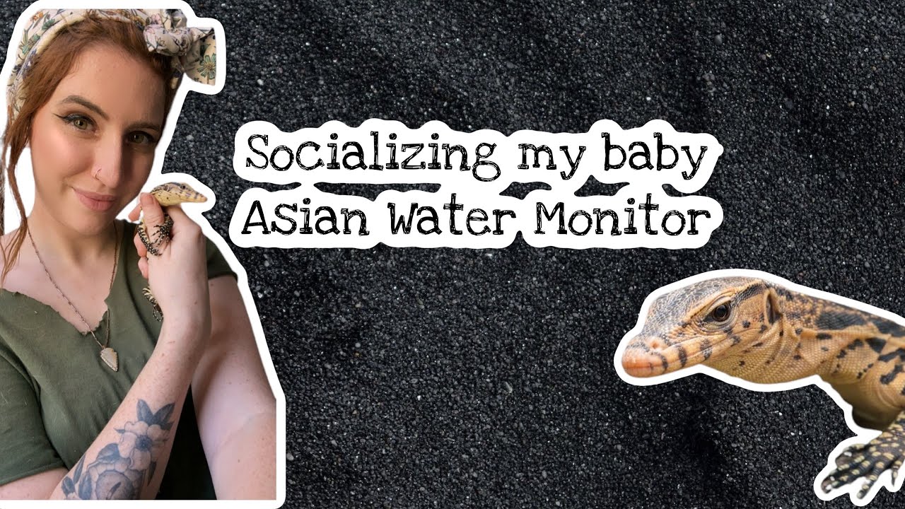 Socializing my baby Asian Water Monitor (plus care tips)