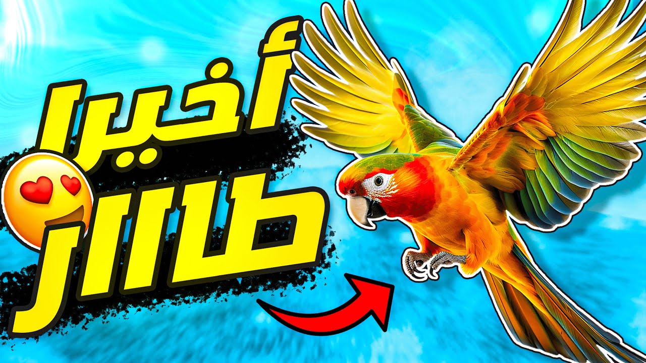 أخيرا زيكو اتعلم الطيران😍🦜