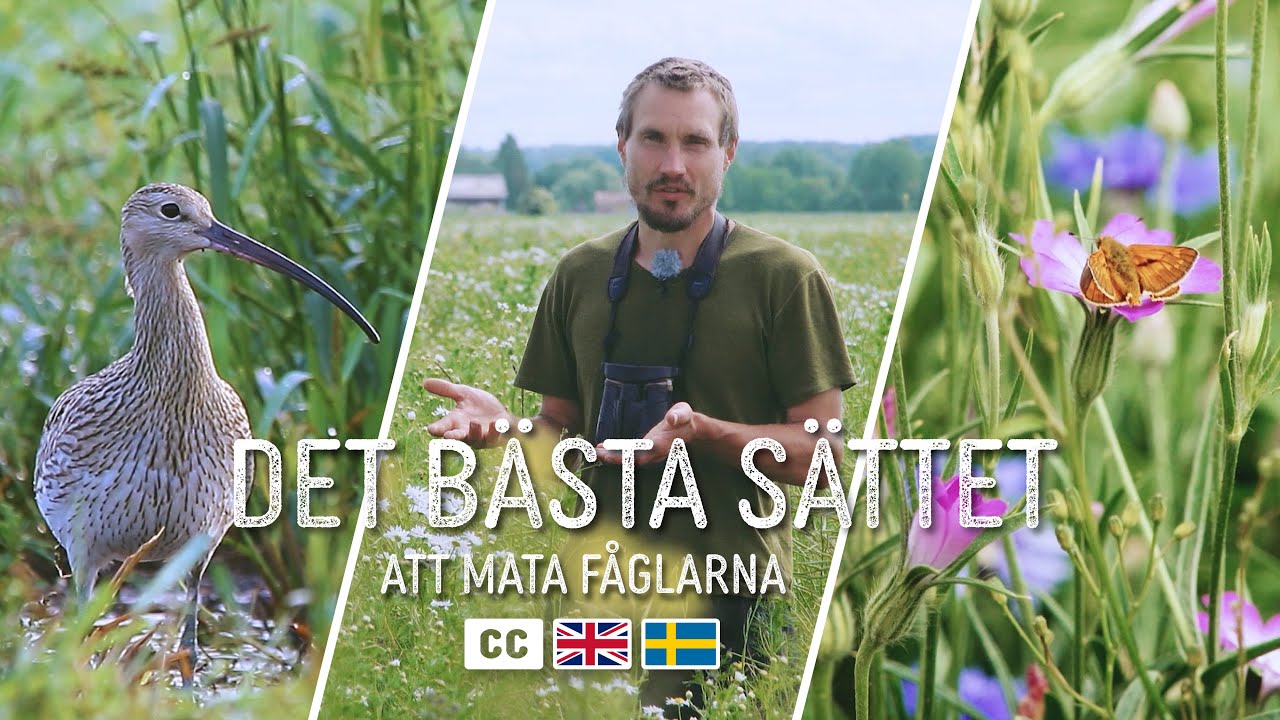 Mata fåglarna på naturligt vis