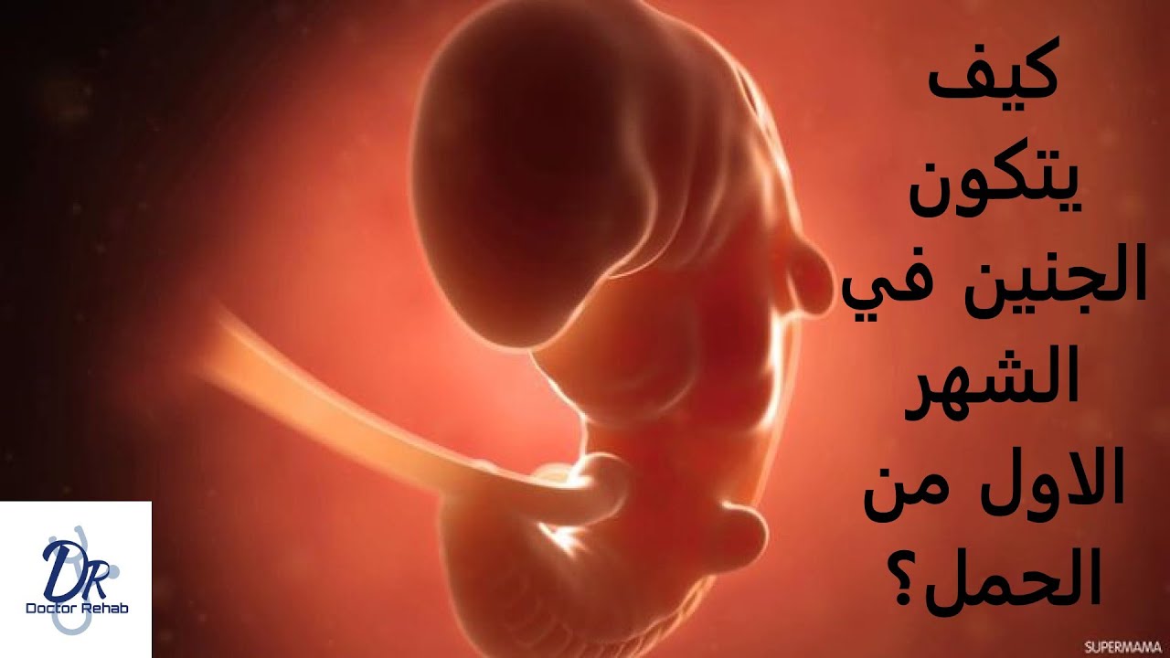كيف يتكون الجنين فى الشهر الأول من الحمل ؟