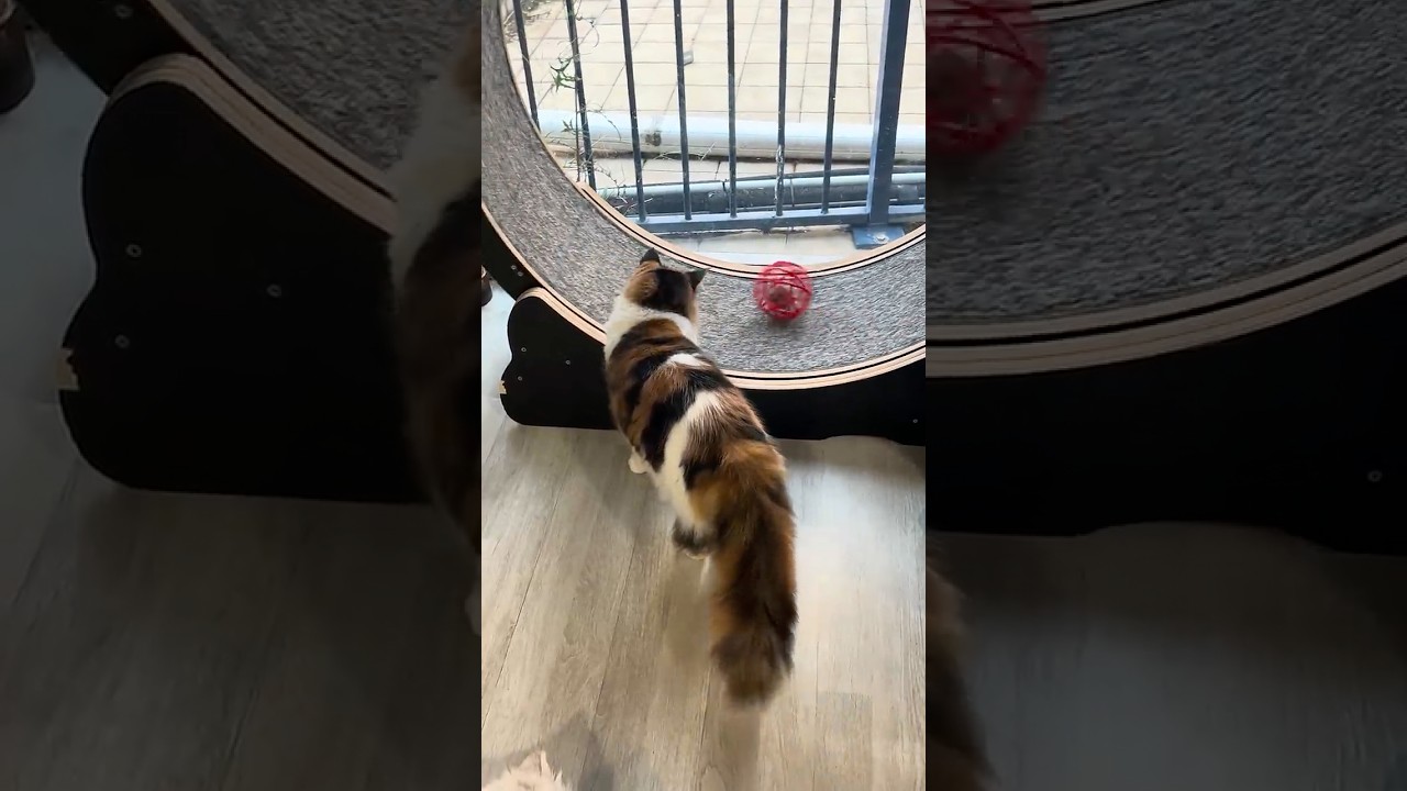 Playtime at the Cat Caf&eacute; 😸😻Australia&rsquo;s Cat Caf&eacute;