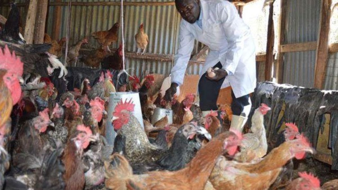 MILLIONAIRE KIENYEJI CHICKEN FARMER SUCCESS STORY. PART 2