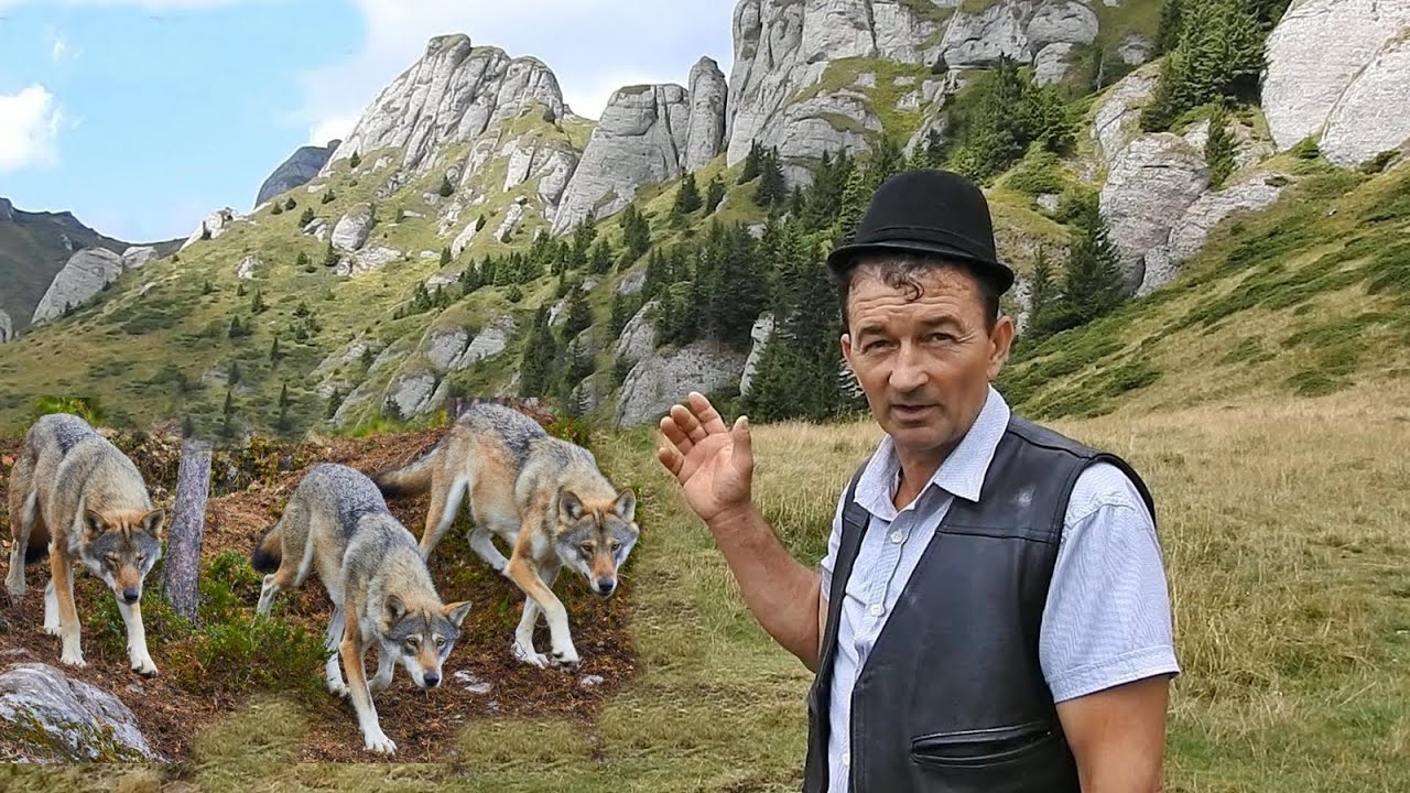 HAITA DE 7 LUPI A IESIT IN CALEA CIOBANULUI MARIN CHIOJDEANU,CAND SE AFLA IN MUNTI.