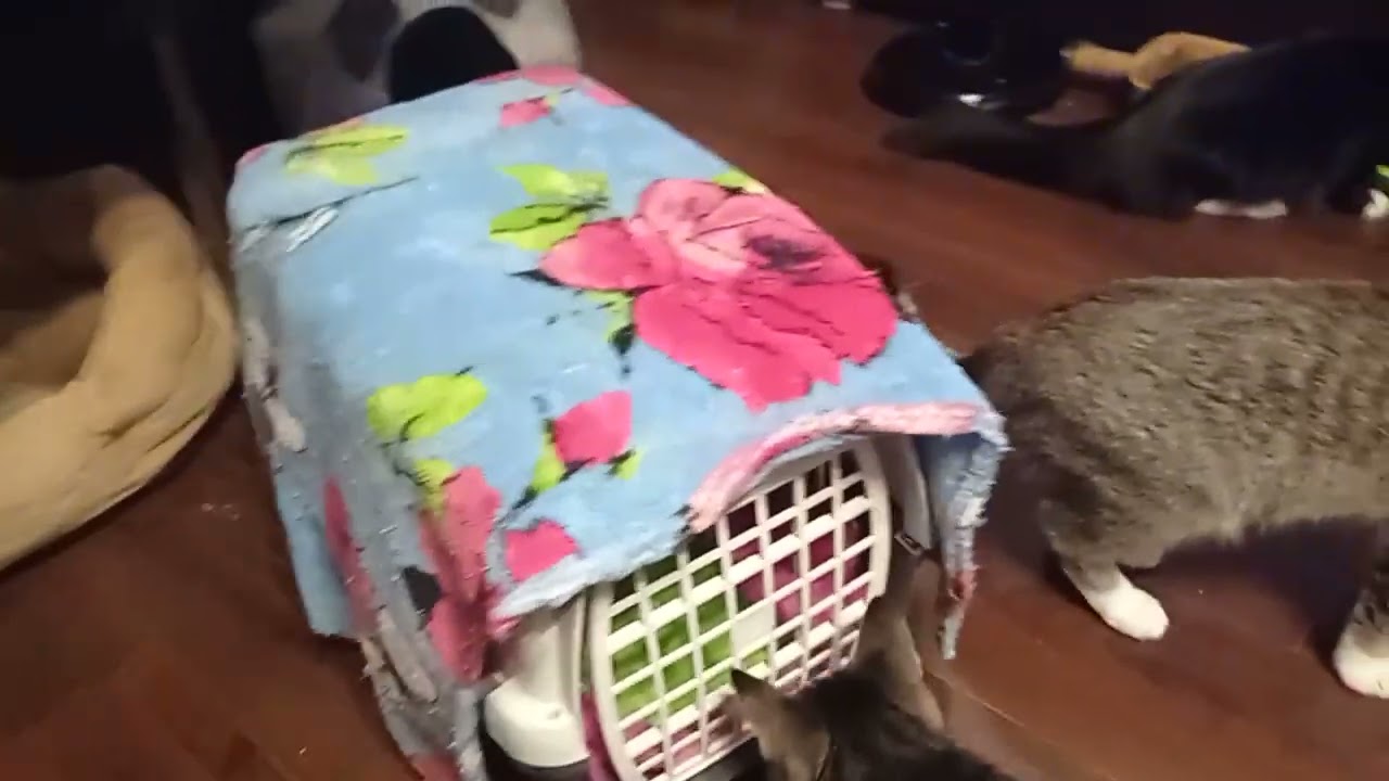 Новости о малышке Лорике выкопанной из под снега. 28 дней в нашей семье.