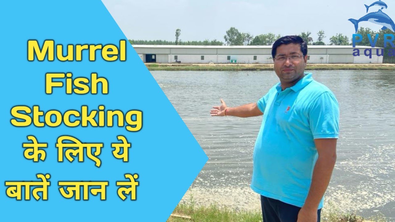 Murrel Fish Seed Stocking की पूरी जानकारी । Murrel Seed Stocking #fishfarming #murrelfish