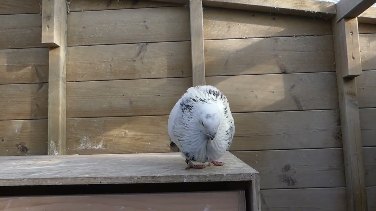 Dutch Pigeons / Dutch Calearia