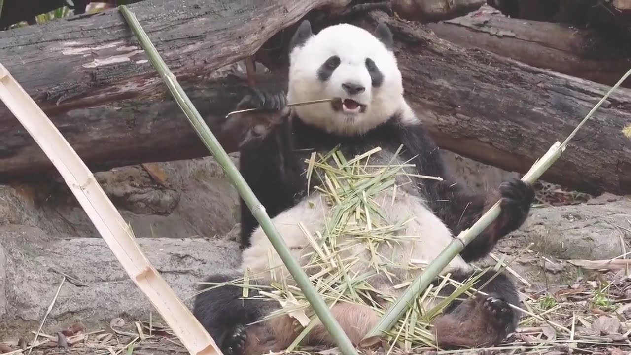 結浜：竹をV字に並べて、こう持って食べると食べやすいの～