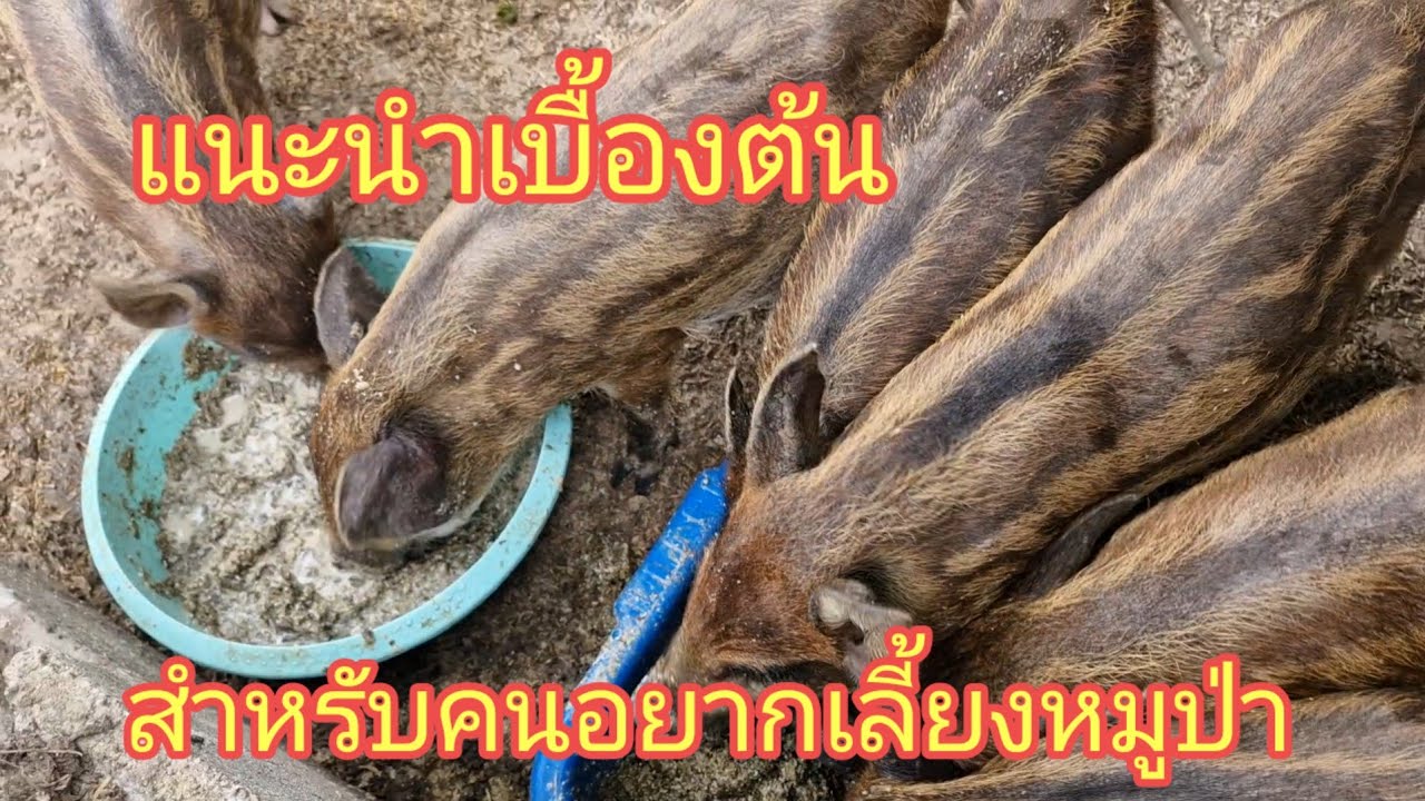 วิธีเลือกซื้อลูกหมูป่า
