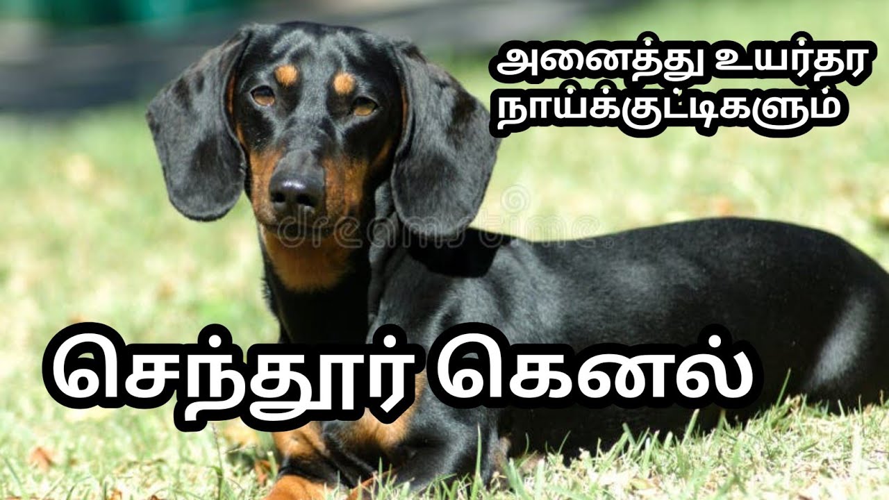35 நாளான dase dog நாய்க்குட்டிகள்
