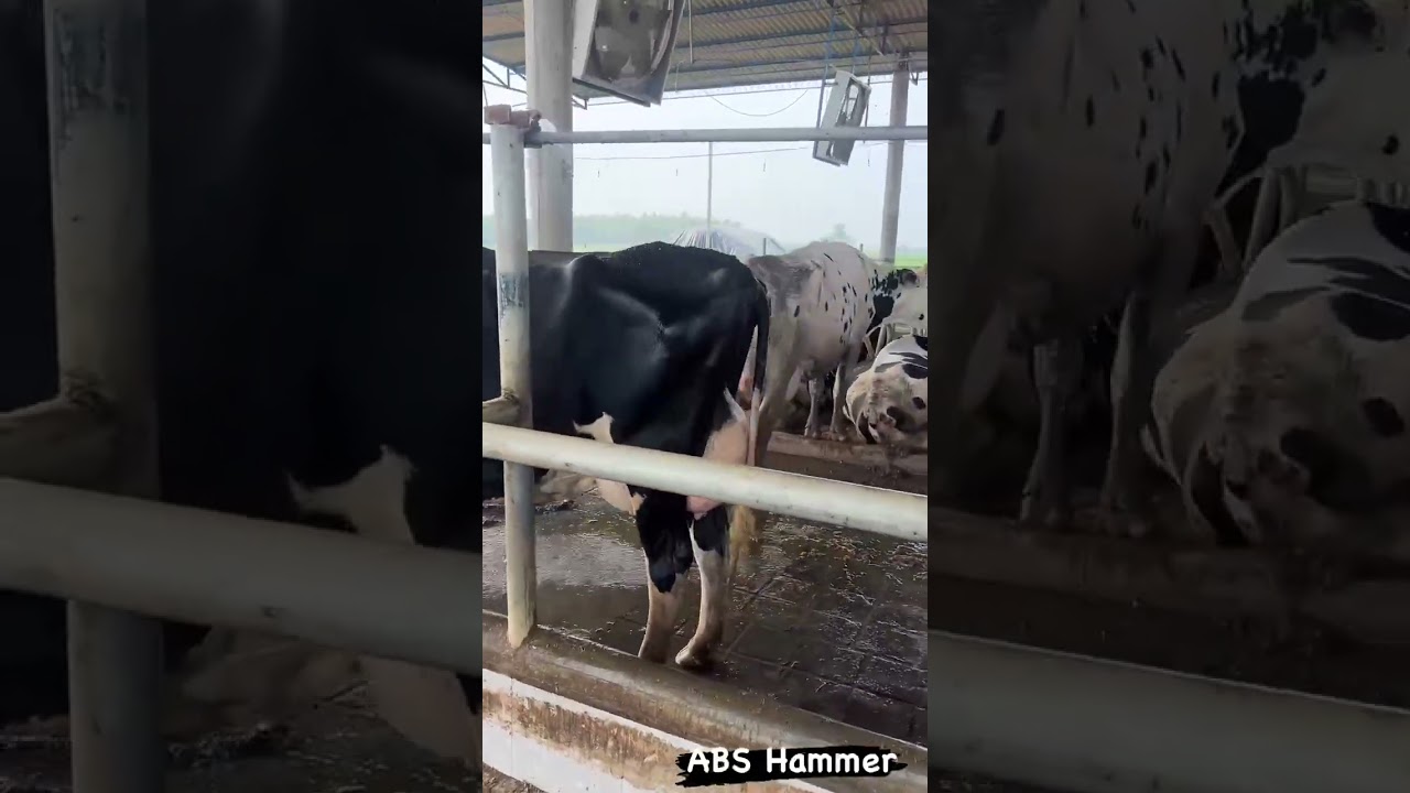 ABS Hammer bull ki heifer good results ✌️✌️✌️