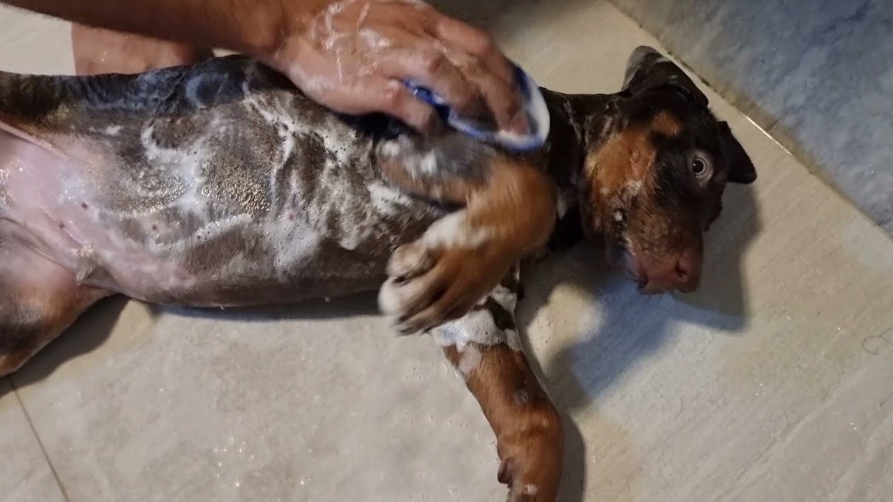 How To Bathe A 2 Month Old Doberman Puppy #doberman