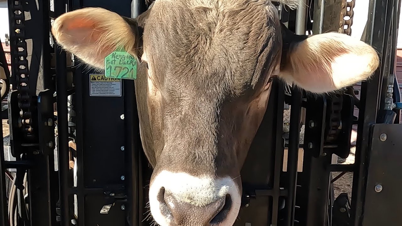 We&rsquo;ve got a BIG BULL with a BIG GROWTH