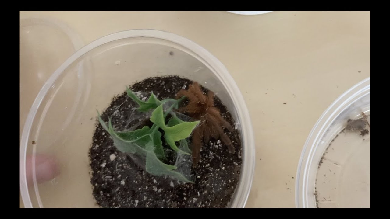 Crazy Tarantulas!!! | New Ts for my reptile room