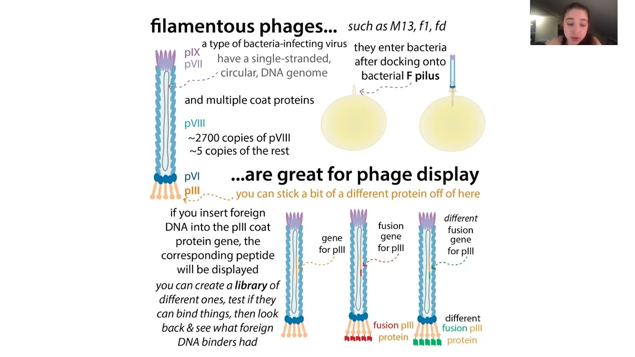 Phage display - theory, techniques, & uses