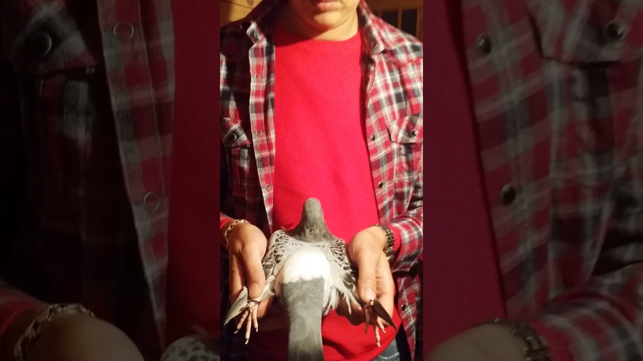 قناة الكامل الشادي عندالبطل الكبير عبد الرحيم بن دحمان