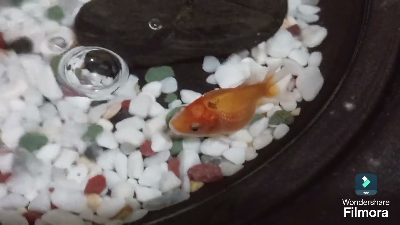 MINI TABLETOP POND | The Guppy Is So Cute