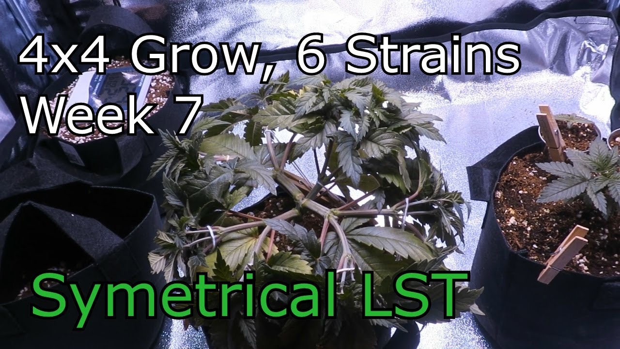 OGeez: 4x4 Grow Week 6.5 Six Strains, 64 Mains.