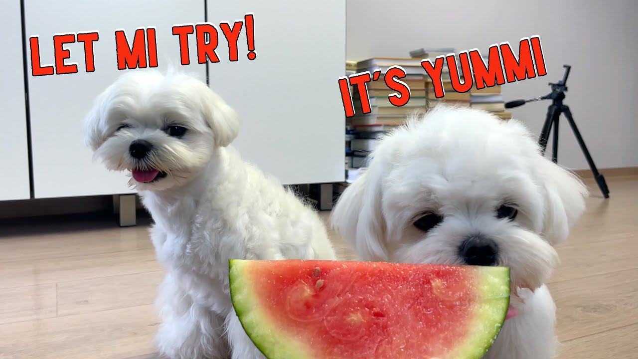 What Happens When a Puppy Enjoys Eating Watermelon Too Much