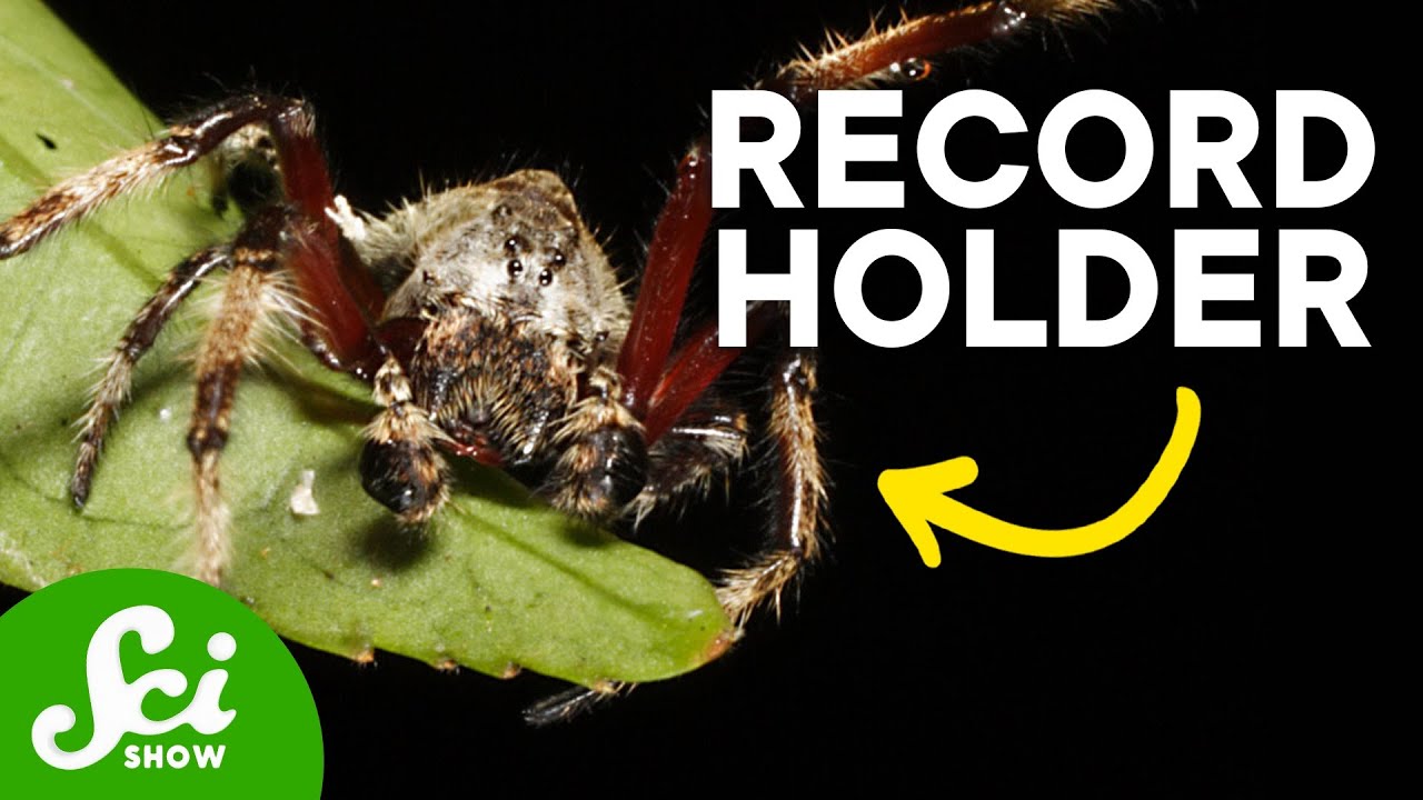 8 Incredibly Brilliant Spiders