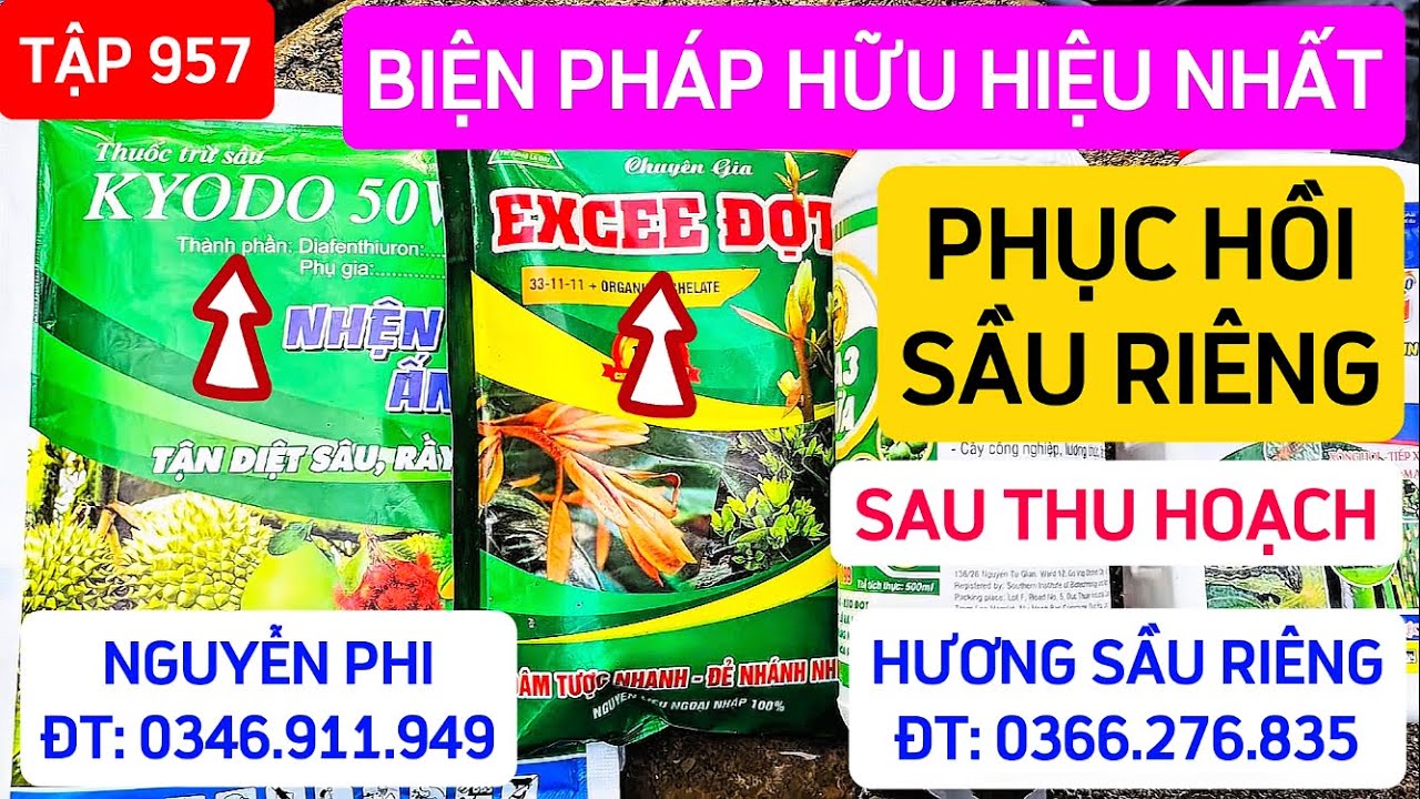 TẬP  957 BIỆN PHÁP HỮU HIỆU PHỤC HỒI SẦU RIÊNG SAU THU HOẠCH 