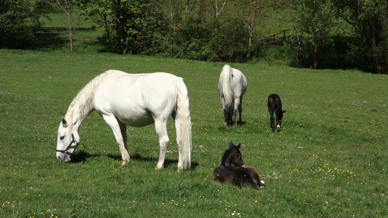 LIPIZZANER FOHLEN . LIPIZZAN FOALS
