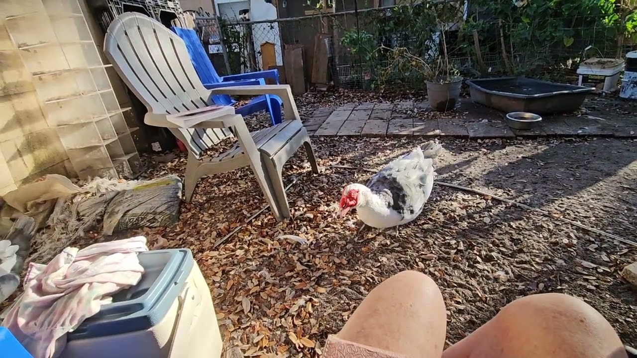 Will they won't they Muscovy ducks