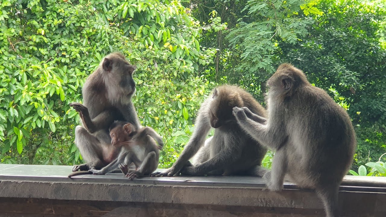 Ubud Monkey Forest // Bali Indonesia