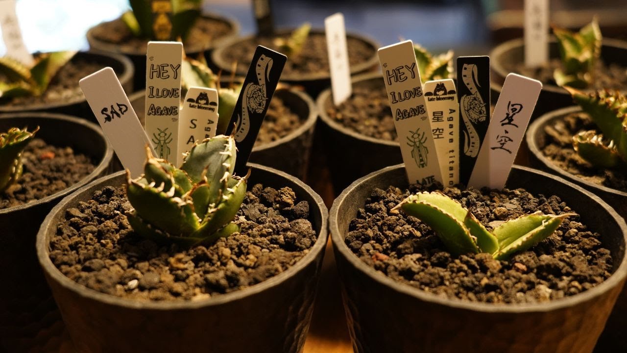 #015 【アガベ】7月に買った植物全部紹介 購入金額