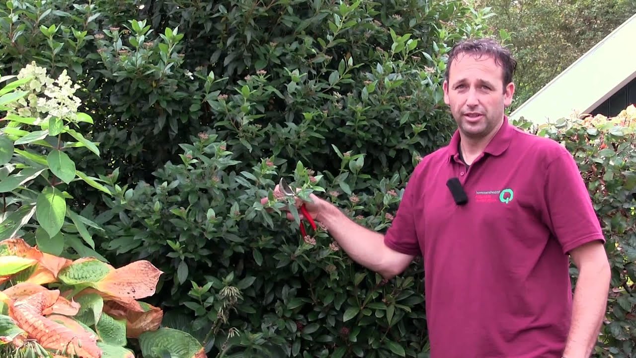 Viburnum Tinus - twishgarden.nl