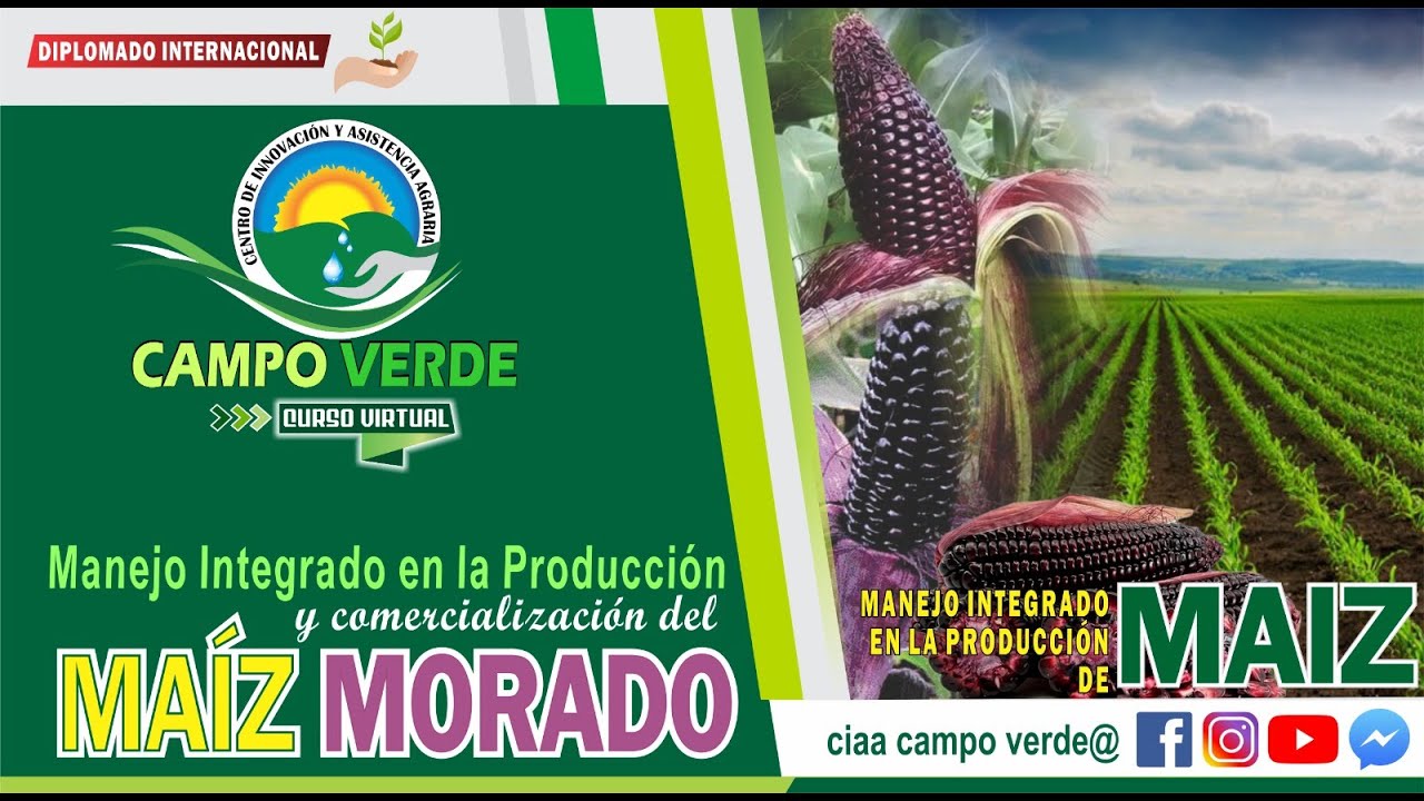 ✅ MANEJO INTEGRADO EN LA PRODUCCIÓN Y COMERCIALIZACIÓN DE MAIZ MORADO