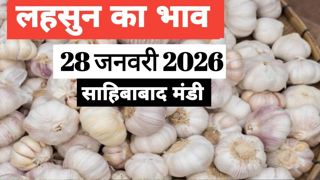 28 January 2026 🧄लहसुन का भाव साहिबाबाद मंडी | toady garlic rates #garlic #lehsun #lehsunbhav 