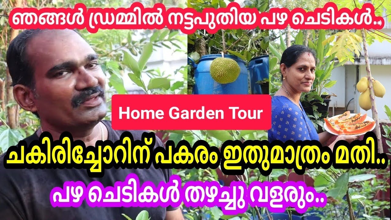 പഴ ചെടികൾ തഴച്ചു വളരാൻ ചകിരിച്ചോറിന് പകരം ഇത് ഉപയോഗിച്ചു നോക്കൂ  / ഞങ്ങളുടെ വീട്ടിലെ കാഴ്ചകൾ #fruit