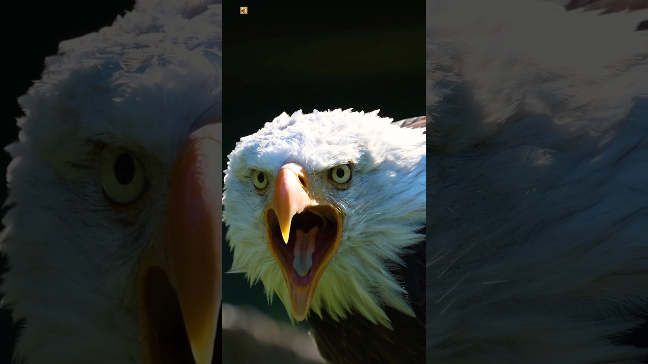 Bald Eagle Real Sound