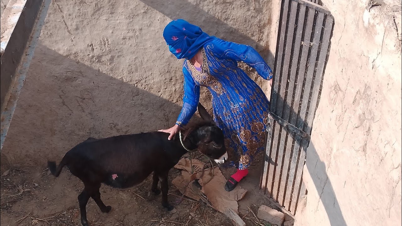 मेरी गधी ने सबको हंसा दिया 😂 | मज़ेदार पल  