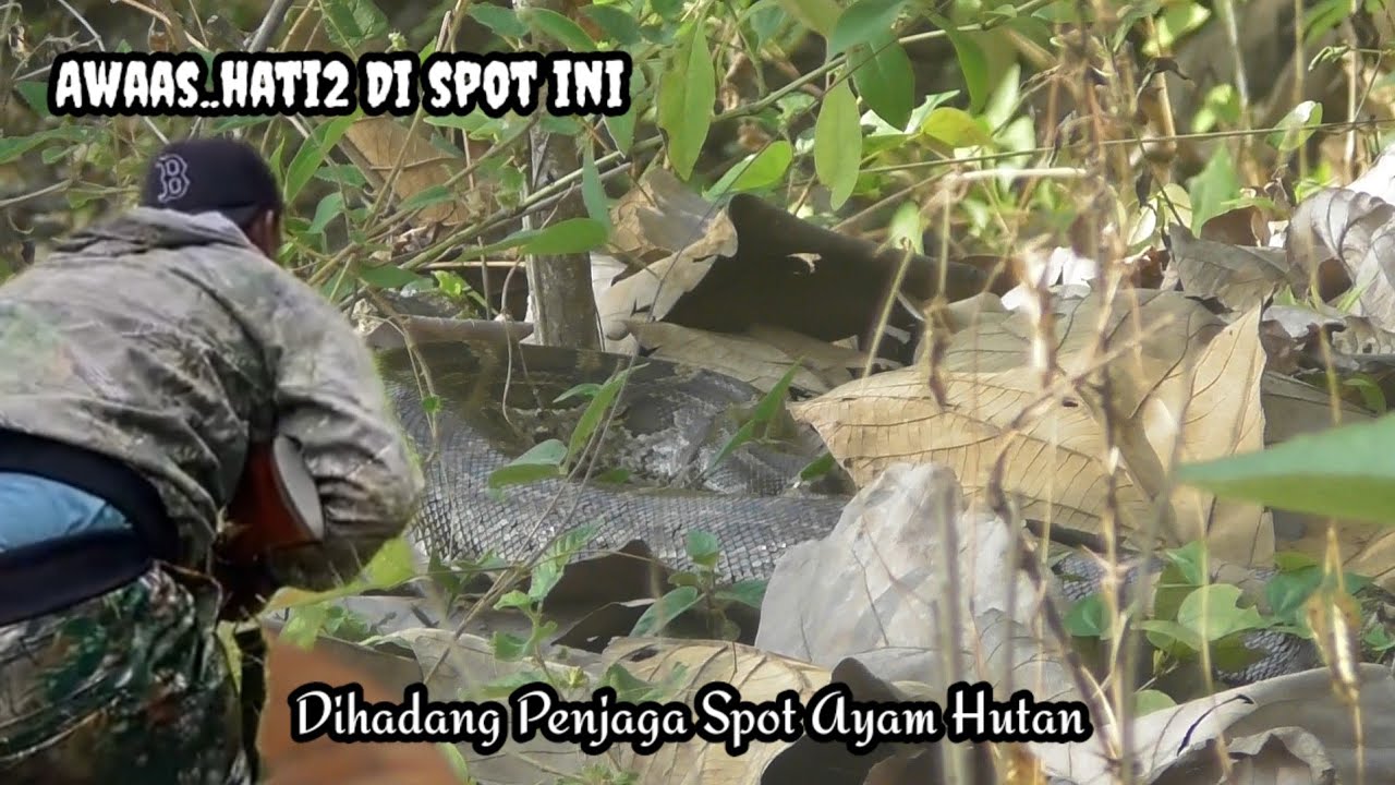 BERBURU AYAM HUTAN || POIN JAGO BONUS GARANGAN