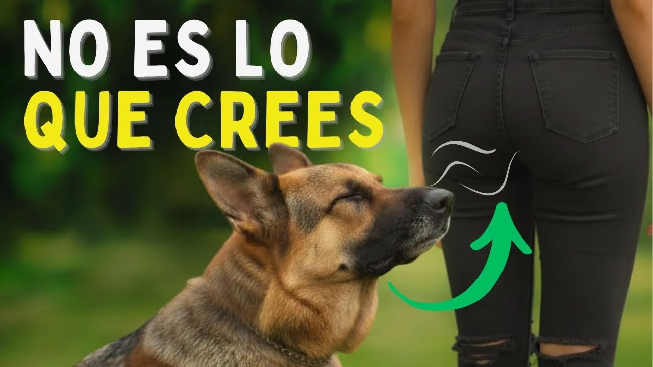 ⚠️La verdadera RAZÓN por la que los PERROS HUELEN tus PARTES (No lo vas a Creer)