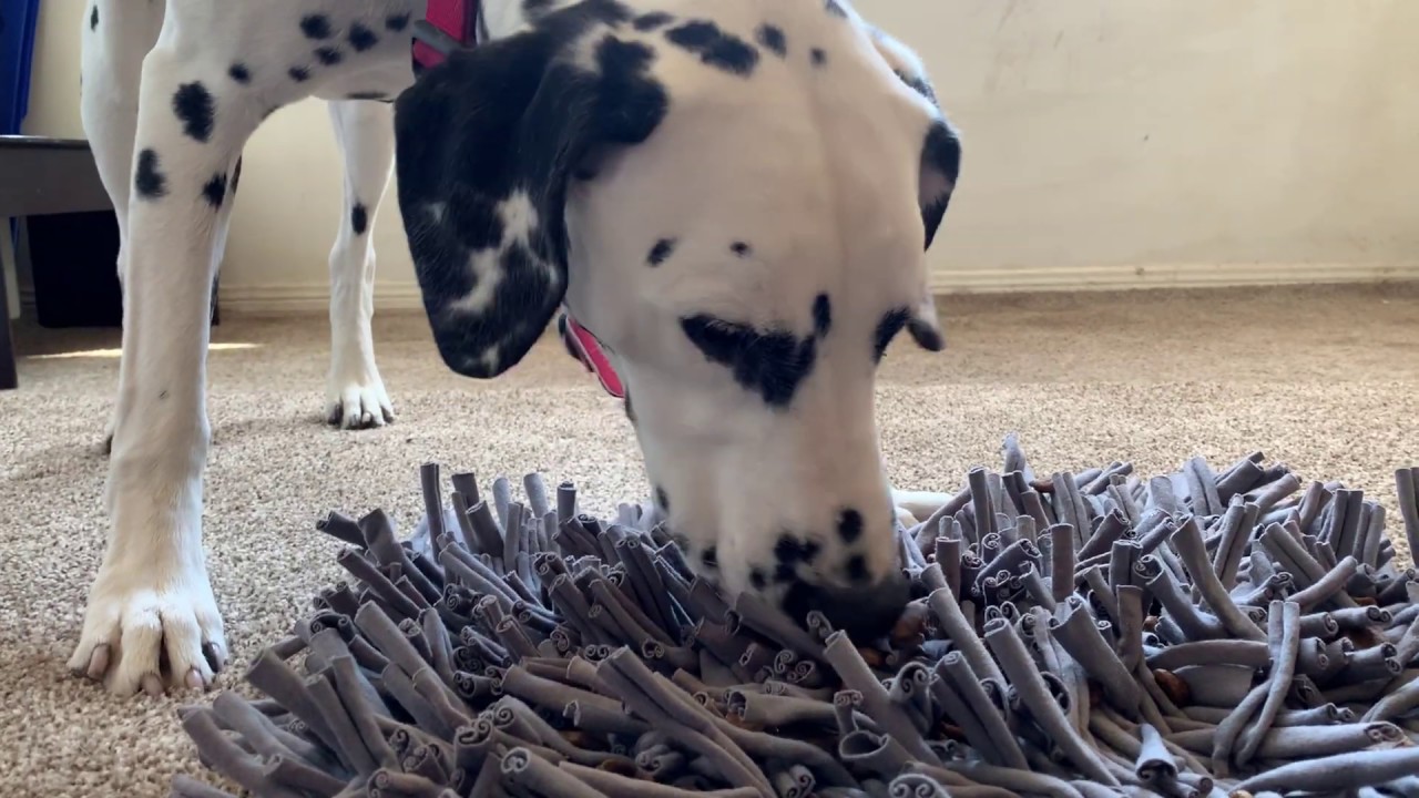 Feeding Quest with a Snuffle Matt to Burn Energy