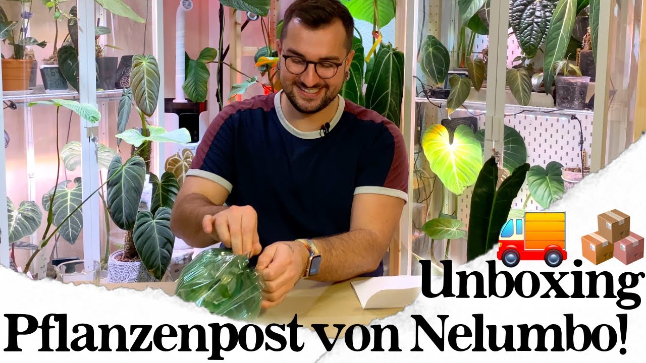 Pflanzenpost von Nelumbo! Unboxing 📦