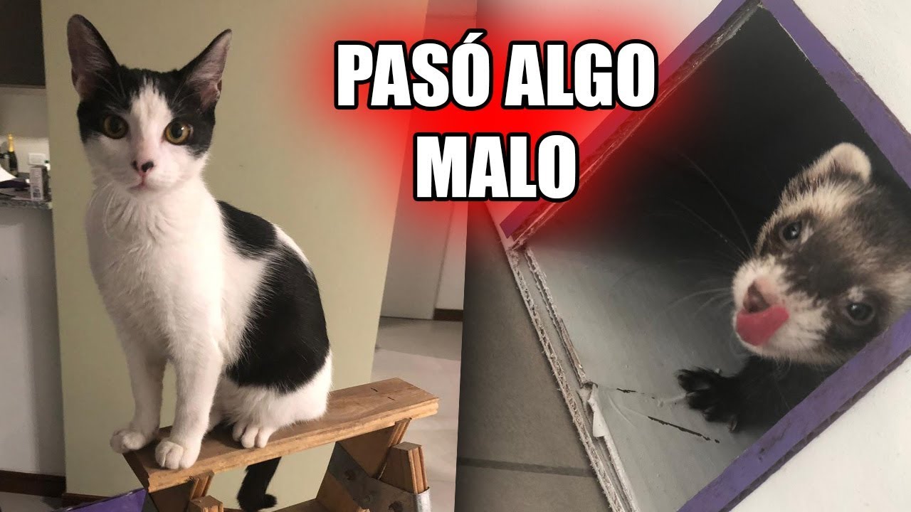 POR ESTO EL BEBÉ GATO Y EL HURÓN YA NO PUEDEN ESTAR JUNTOS
