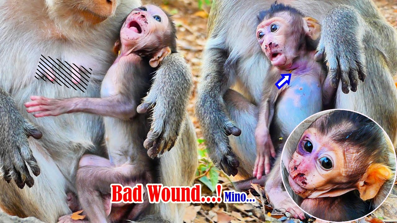 Baby monkey Mino his wound is become a serious wound badly almost stays unconscious pitifully