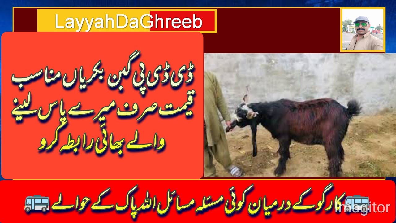 ddp #bakriyan dudhwaliyan #Lene wale# bhai raabta karo#.26.01.2024#