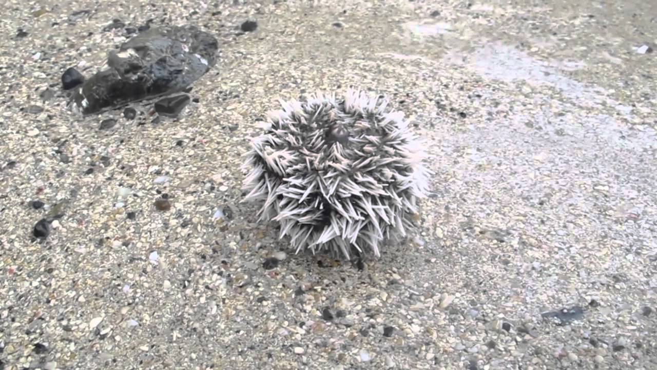Sea Egg