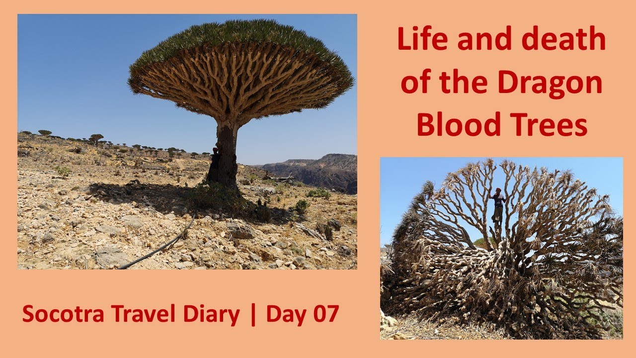 Day 07 | The Dragon Blood Trees of Diksam Plateau